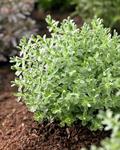 معرفی و راهنمای پرورش گیاهان زینتی فضای باز - تره تیزک آبی - الهه جوانی
